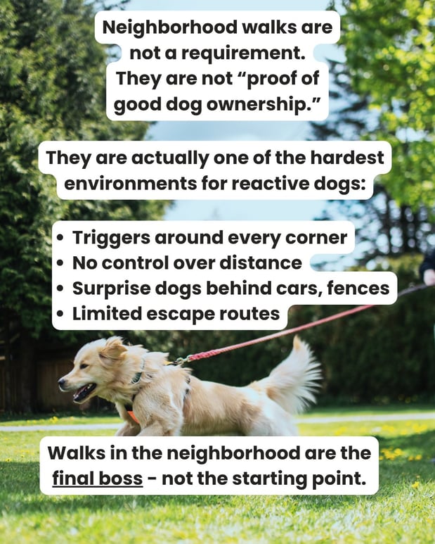 Images South Paw Doggie Daycare & Training Center