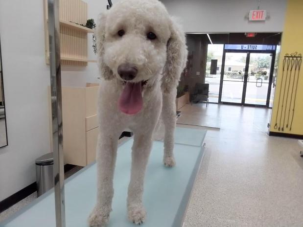 Images Well Groomed Pets McAllen