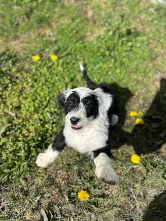 Images Leash and Love LLC