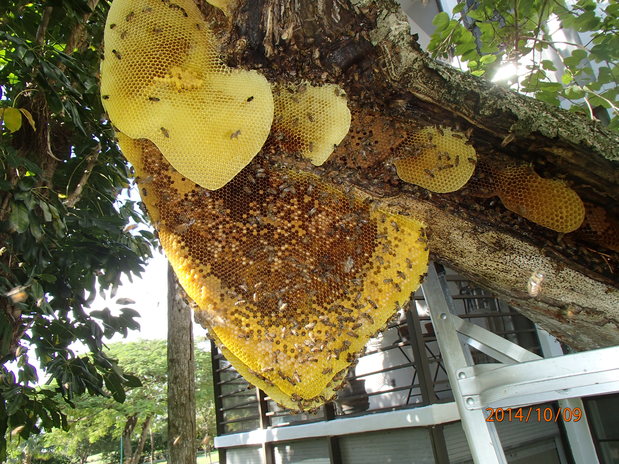 Images Willie The Bee Man
