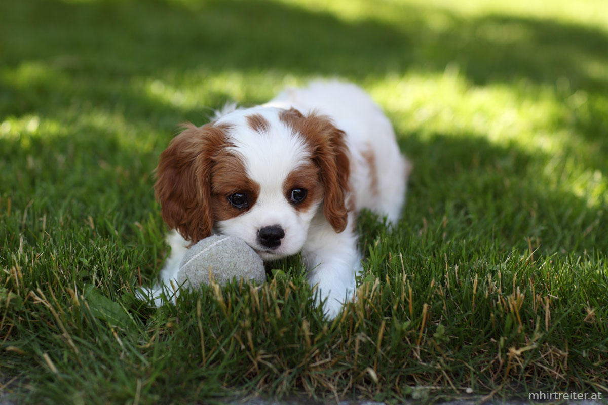 PUWO Hundebetreuung GmbH, Bachmattenstrasse 27 in Binningen