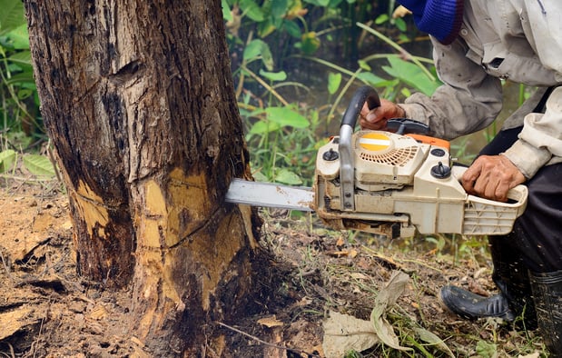 Images Wellman Tree Service