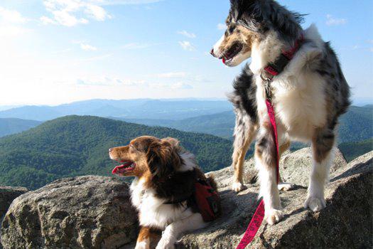 Images Great Outdogs