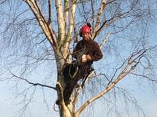 Images Ms Tree Care Ltd