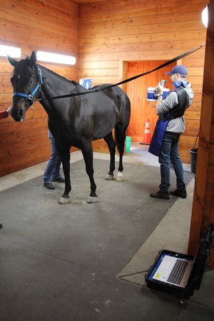 Images Advanced Equine of the Hudson Valley