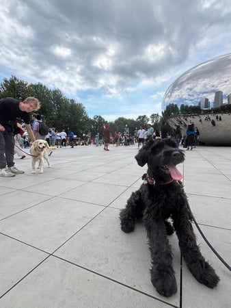 Images Prestige Dog Training