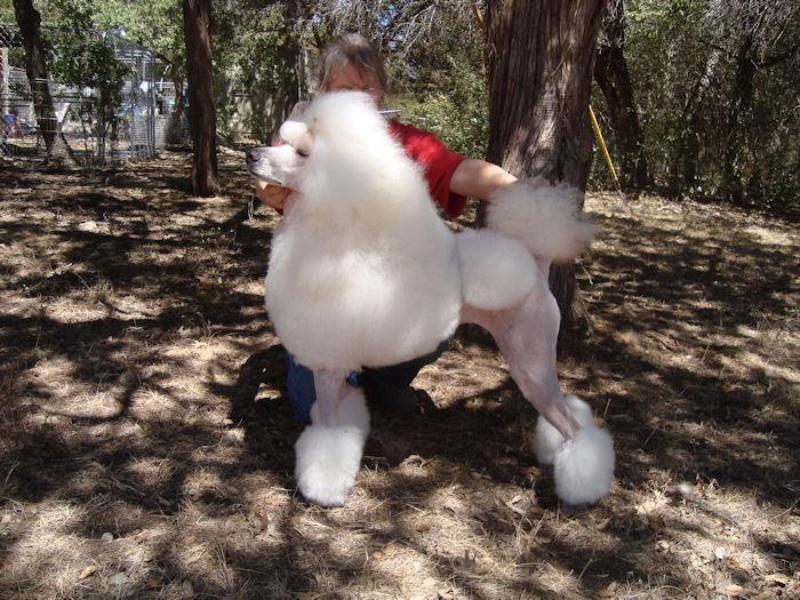 Images Mithril Standard Poodles