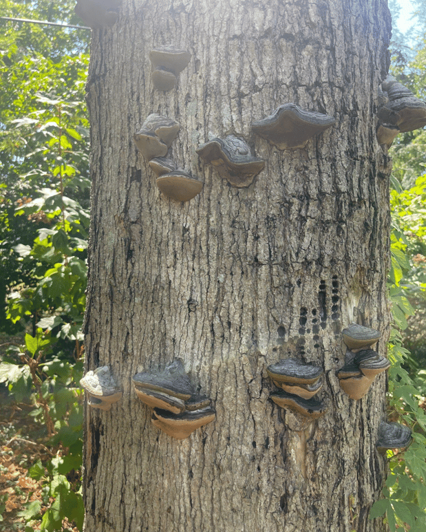 Images Tree Masters of Tennessee