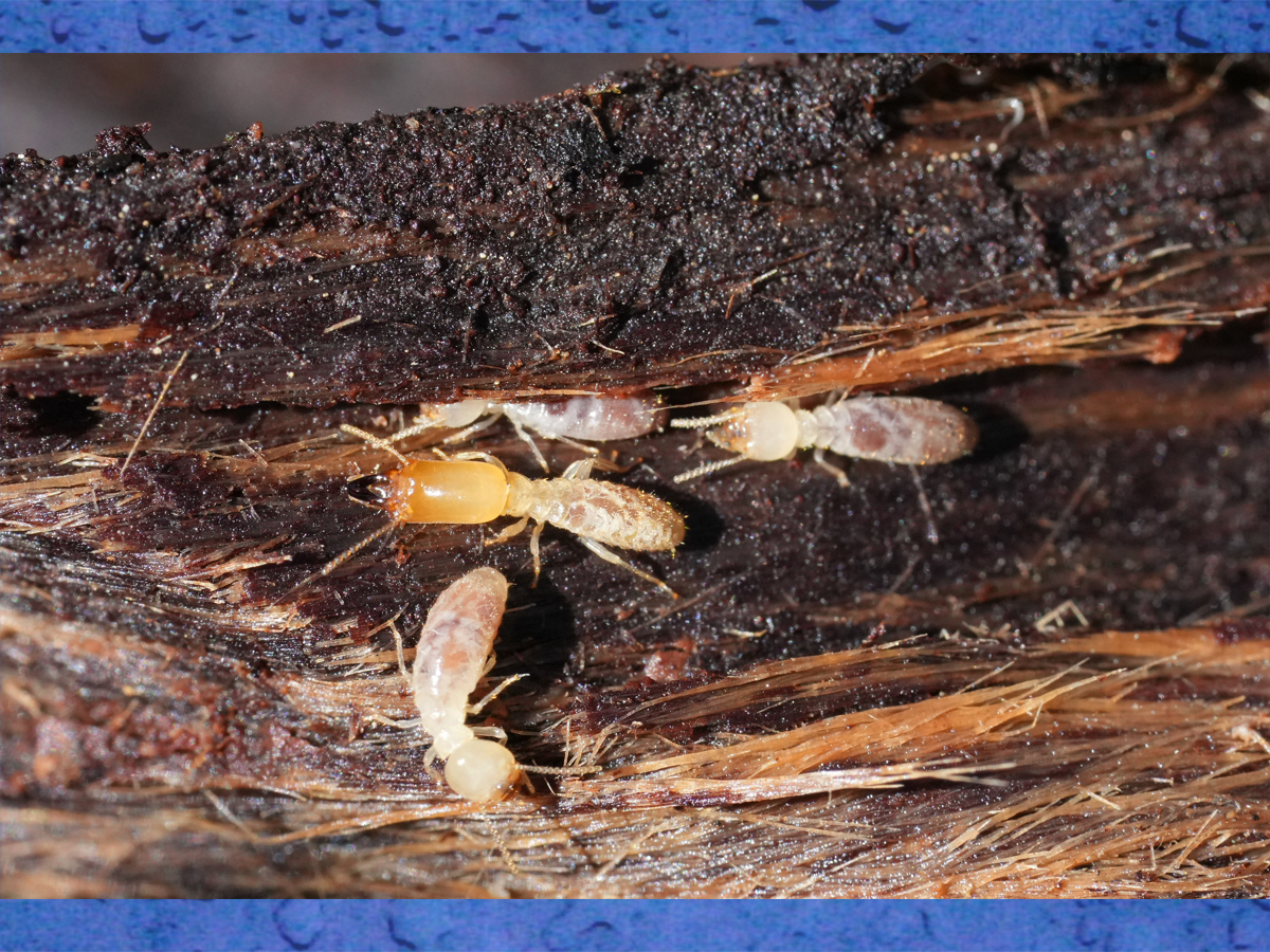 Bills Pest Termite Control Mesa Az Image