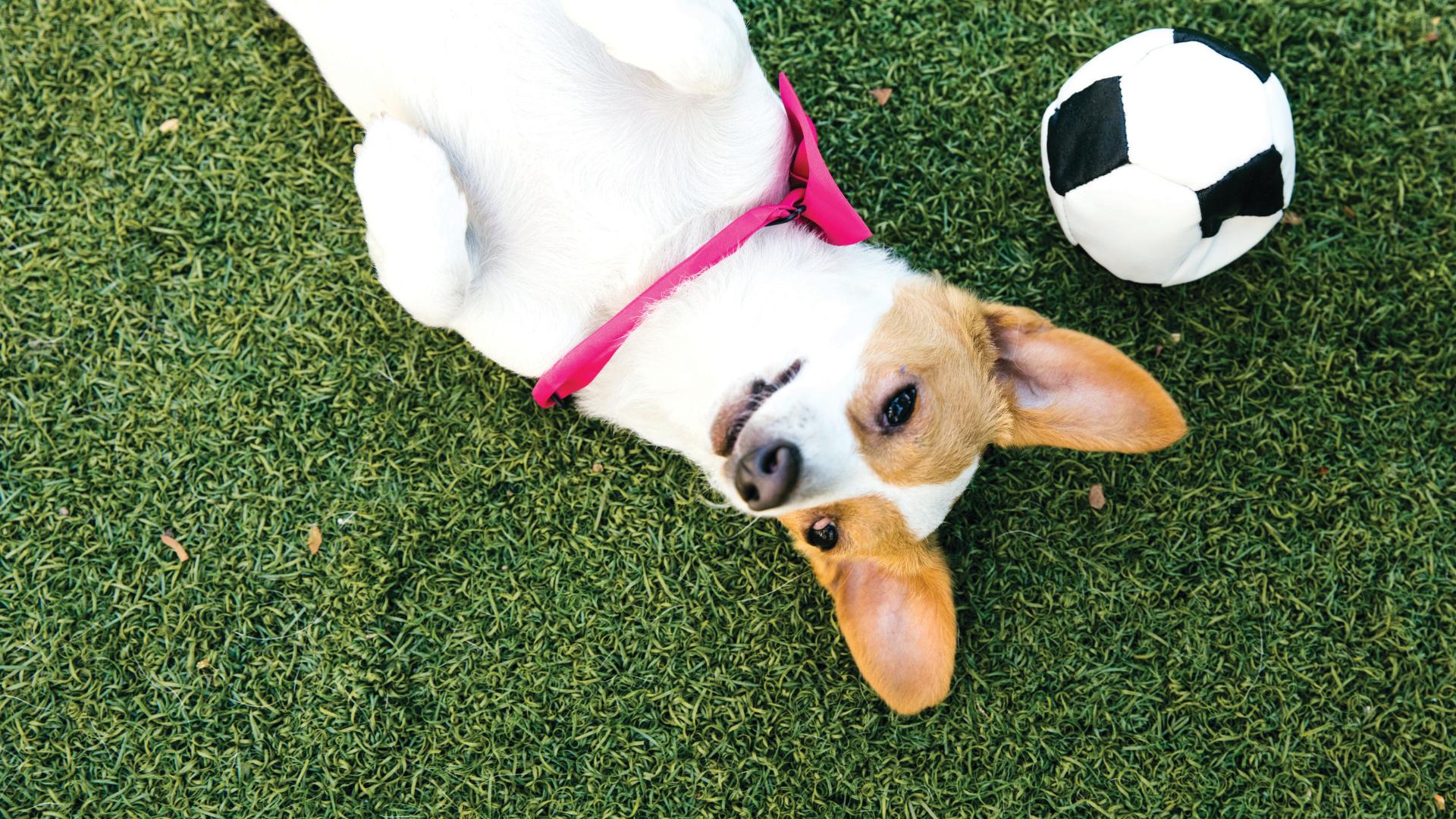 Plenty of open space and close proximity to parks and trails for your furry friends to play 
