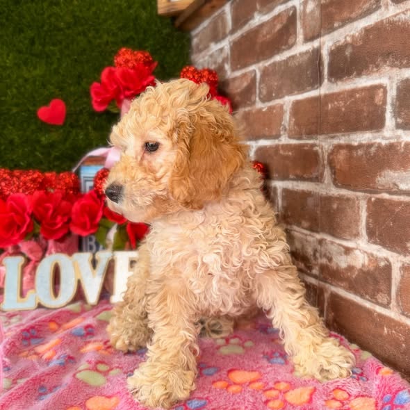 Puppies Direct Image