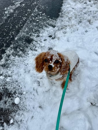 Images Judy's Cavaliers