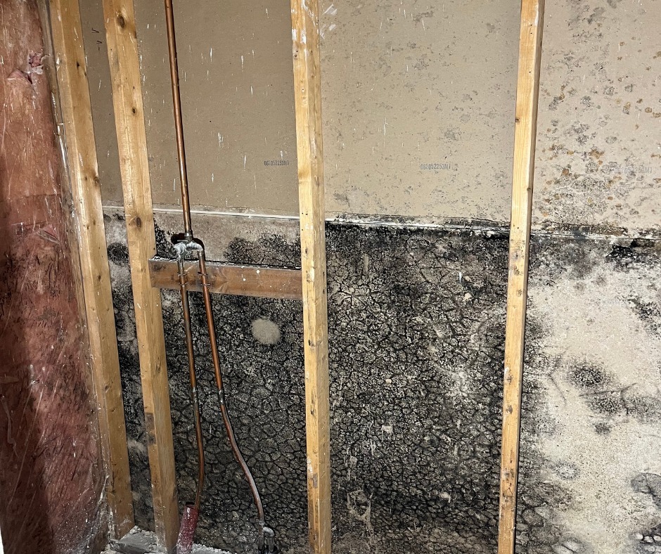 Exposed wooden studs and wiring in a wall with extensive black mold and water damage, conveying deterioration and decay.