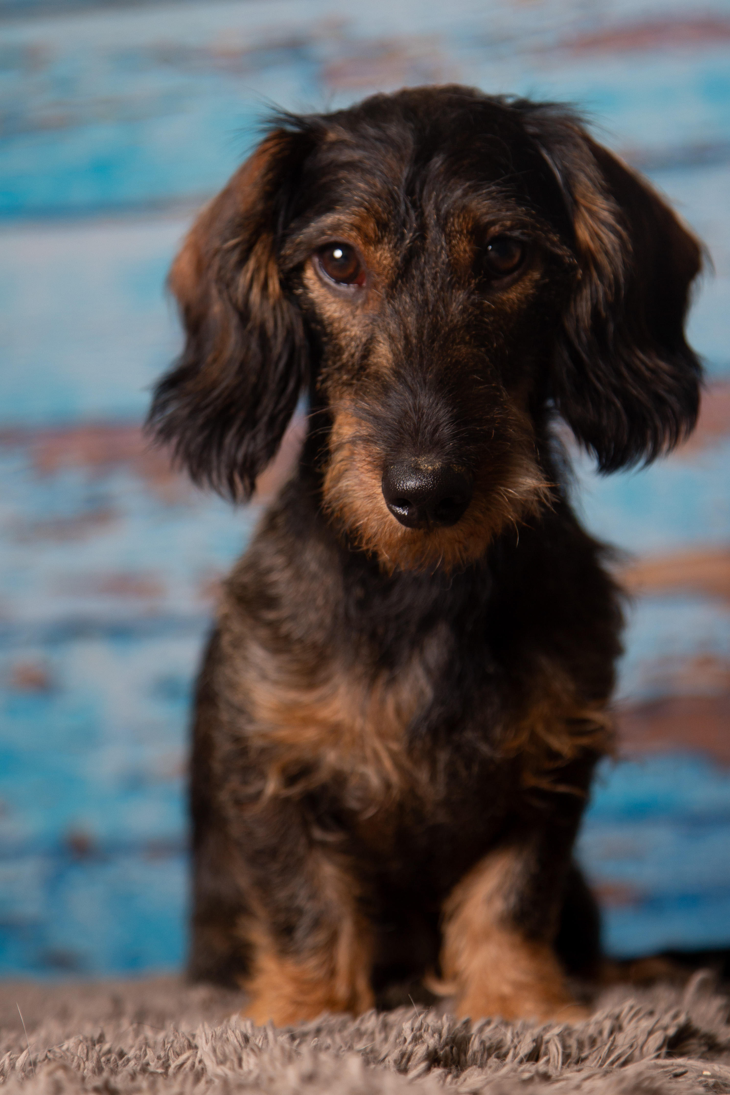 Bilder My Dog Pix - Hundefotograf - Tobias Eble