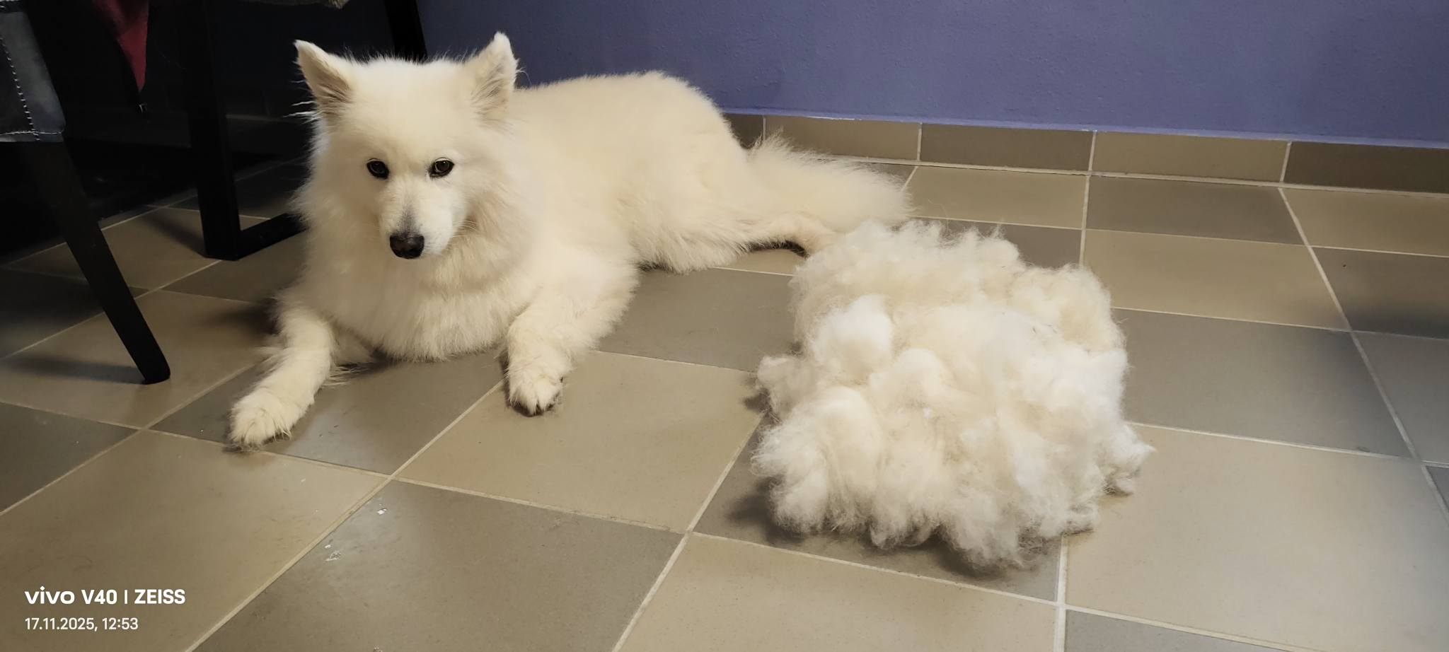 Bild 5 von Funny Crazy Dogs - Hundesalon