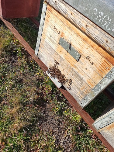 Images Retirar Abejas