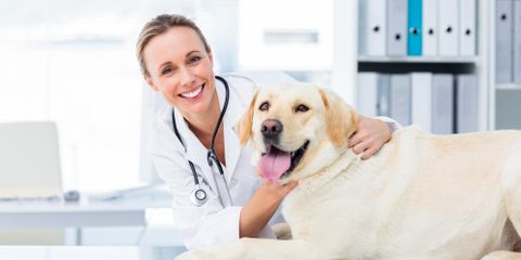 Why Your Veterinarian Wants You to Spay or Neuter Your Pets