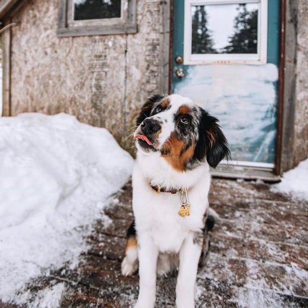 Images Great Outdogs