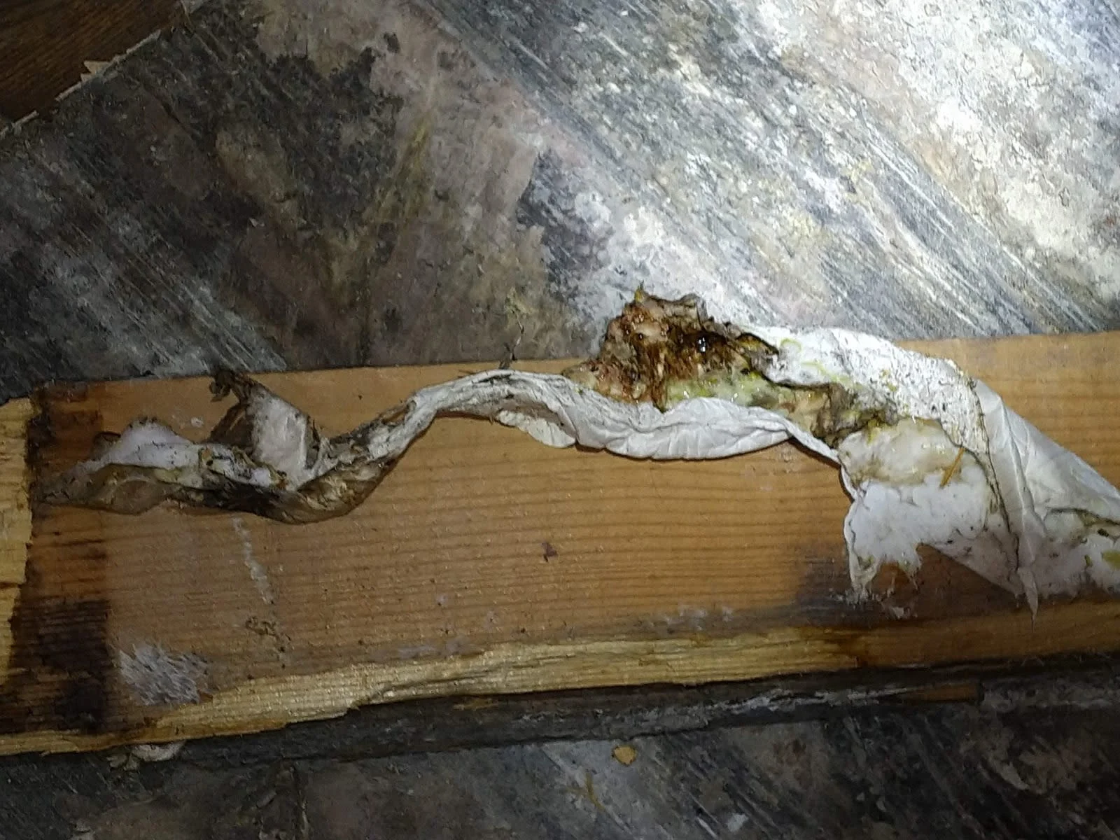 Images Damp Detectives