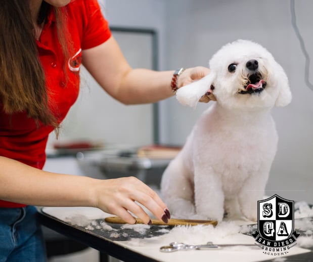 Images San Diego Grooming Academy