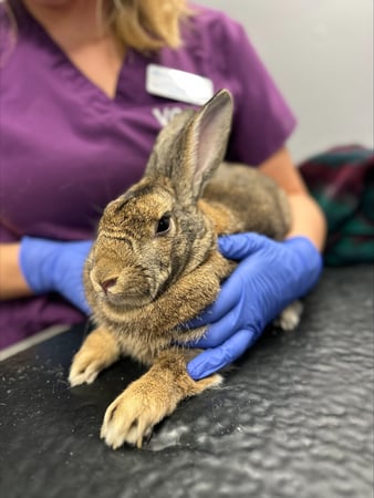 Images VCA Devotion Animal Hospital