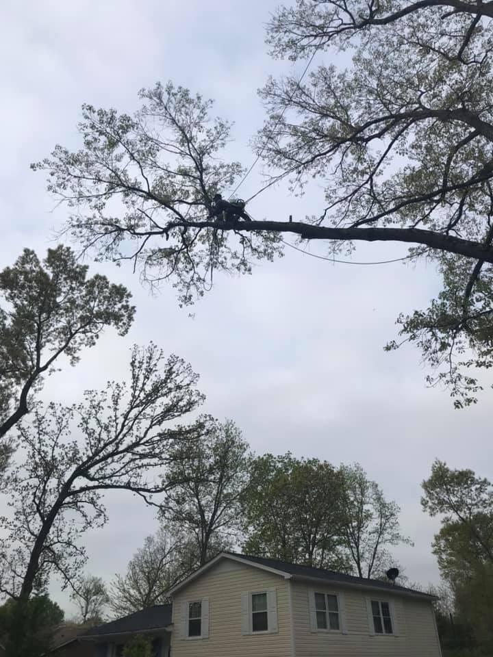 Cruz Tree Services Logo