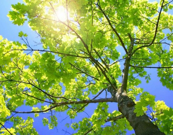 Images Canopée Service d'Arboriculture