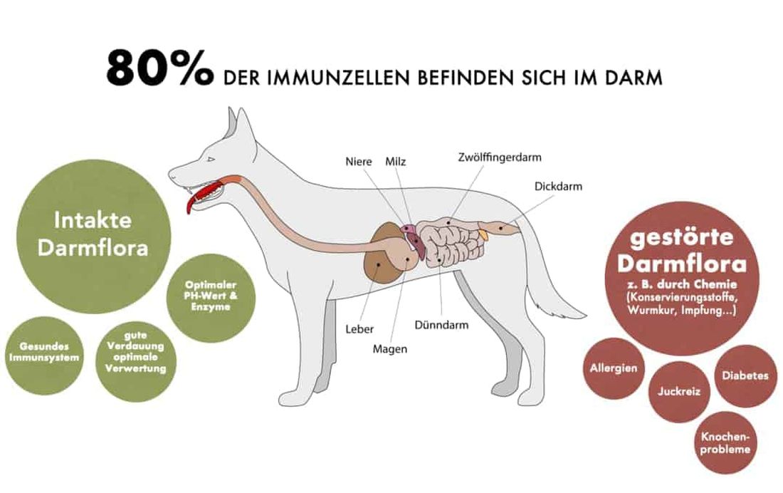 Bild 8 von Tanja Stieblehner - Ernährungstrainerin REICO VITAL - Spezialist für Hund, Katze und Mensch