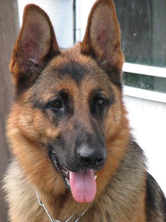 Images Prodigy Pups Dog Training LLC