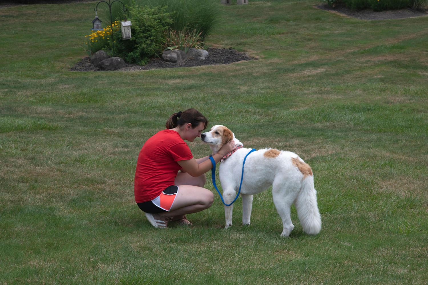 Dog Gone Crazy Kennels Photo