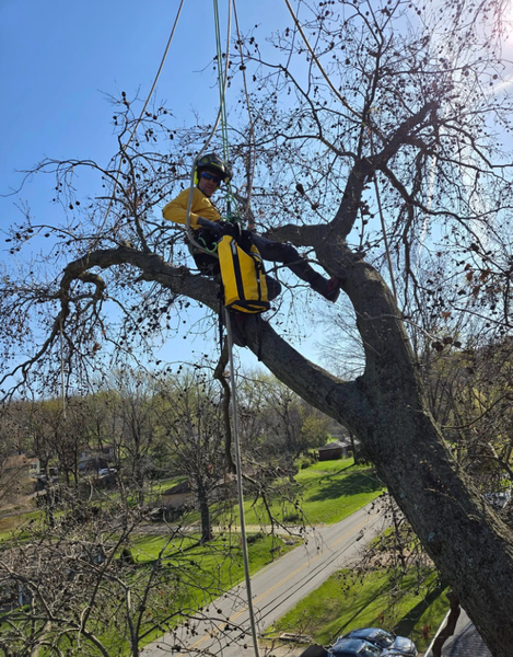 Images Hudson Tree Service