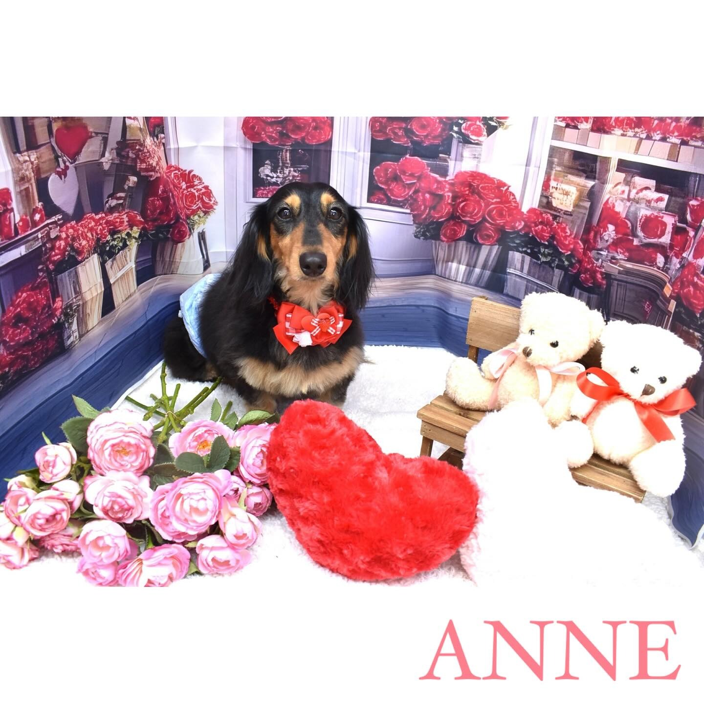 Images わんわんスタイルANNE