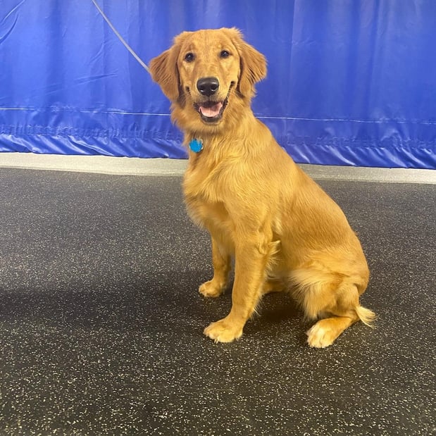 Images KC Dawgz Dog Training Academy