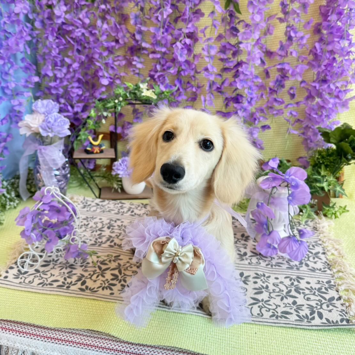 Images dog salon buku2