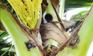 Images Aloha Tree Savers