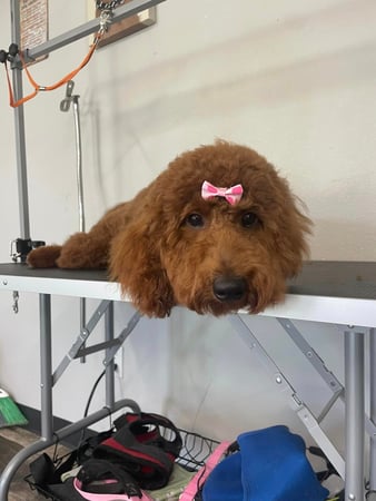 Images Waggin N Swaggin Pet Grooming