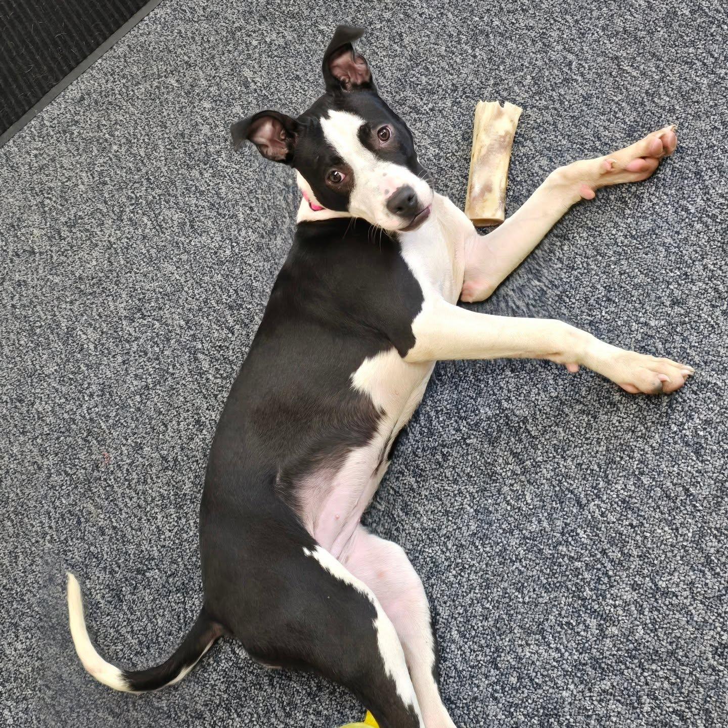 Penny is 8 months old and loves being around people and other dogs! We are so happy she got adopted!