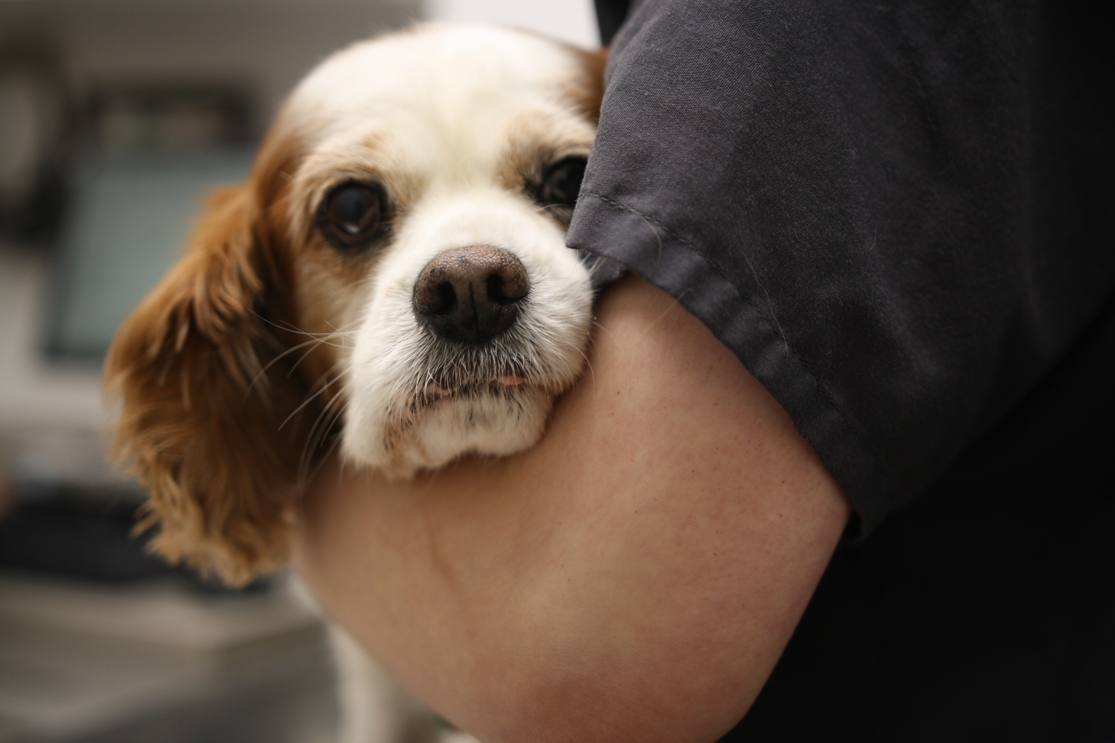 The staff at South Putnam Animal Hospital has a passion for veterinary care that extends beyond just the medicine. It is our goal to help every one of our patients live happy, healthy lives.