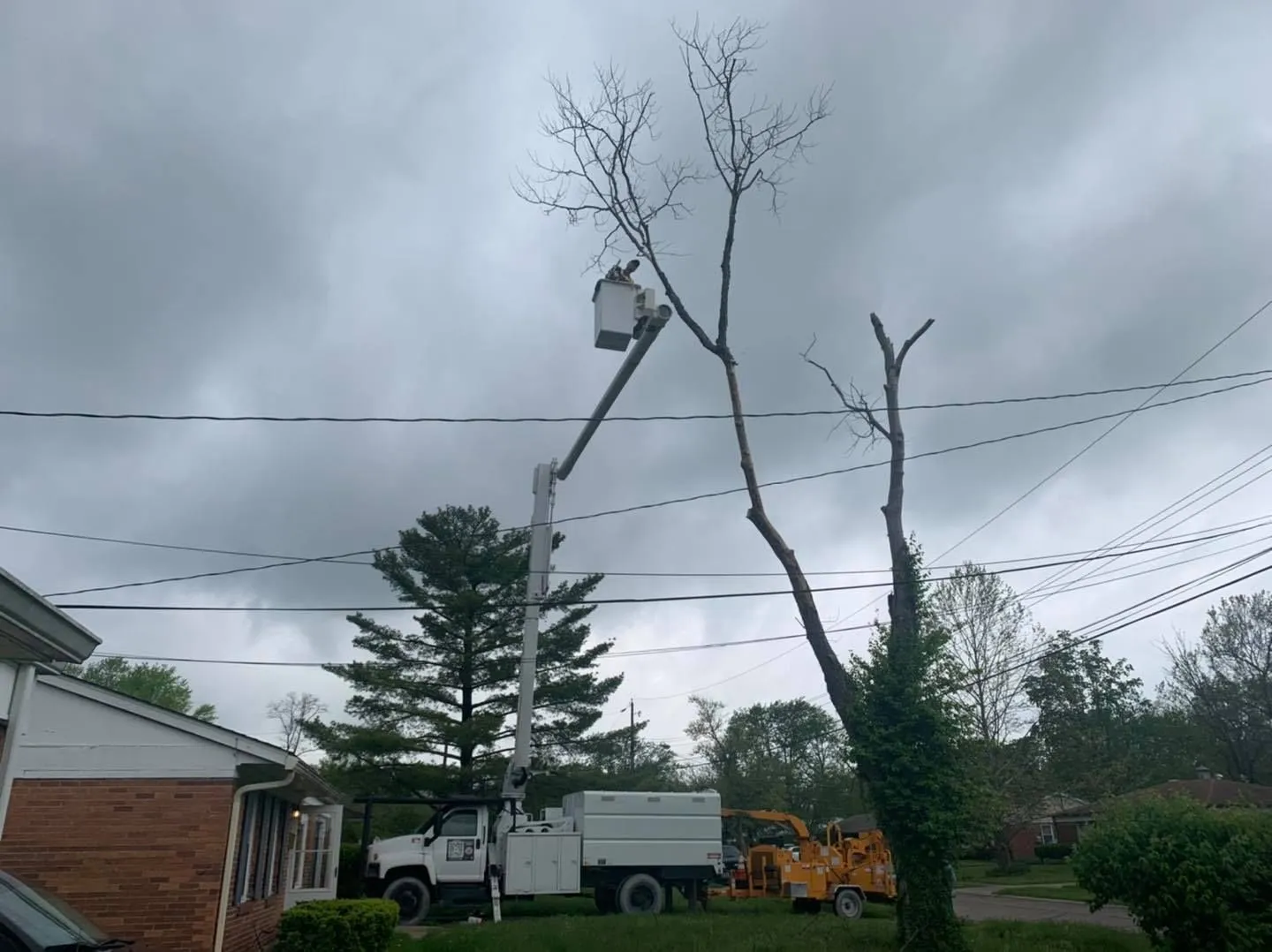 Jaime's Tree Service Image
