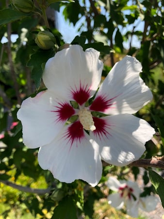 Images Cache Valley Nursery