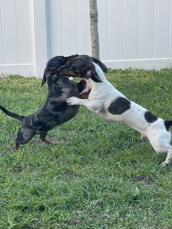 Images Professional Pet Care Consulting LLC
