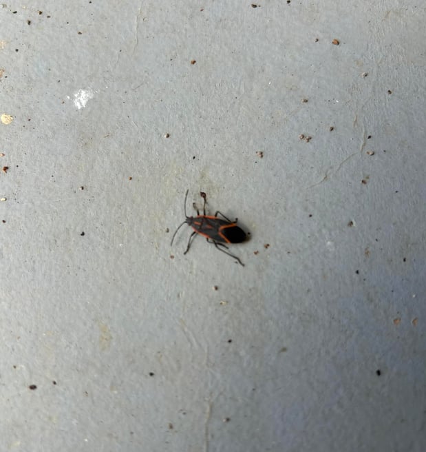 Images Paragon Pest Solutions