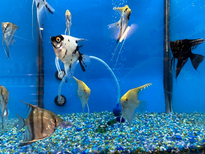 Images L'Arca di Gio'