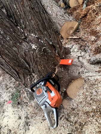 Images Tree Assault Tree Care