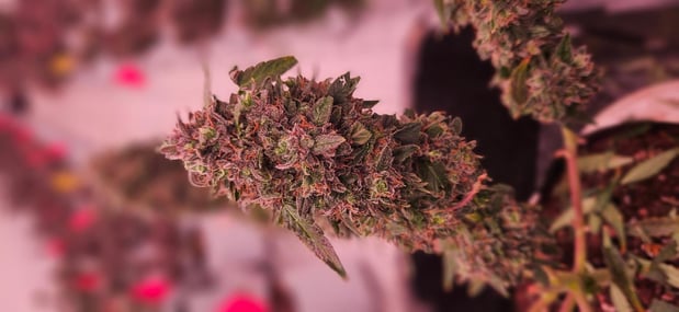 Images The Farm Weed Dispensary - Felton