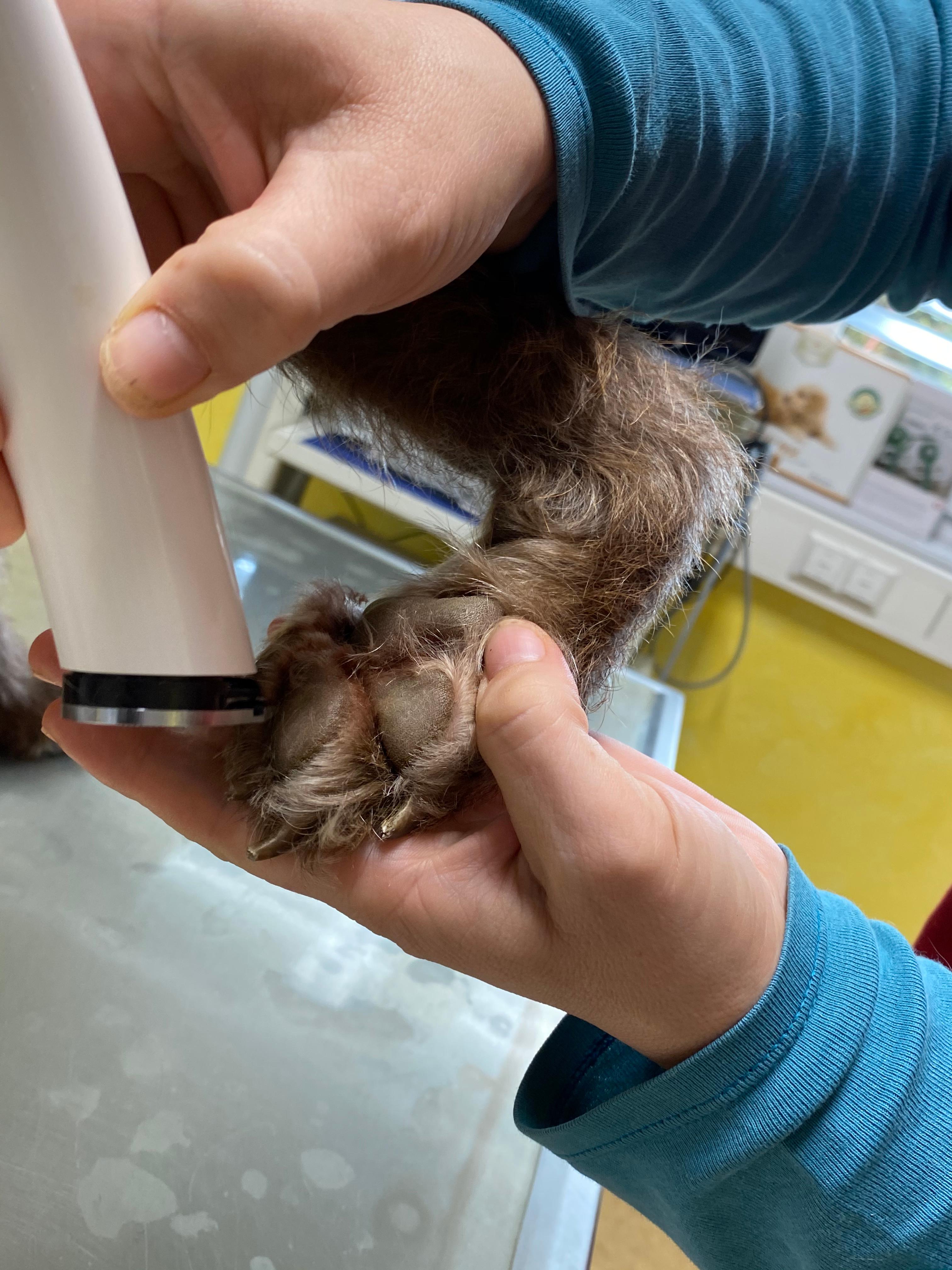 TGZ-Tiergesundheitszentrum GmbH Dr.med.vet. Birgit Dastig, Ragnitz 105 in Ragnitz