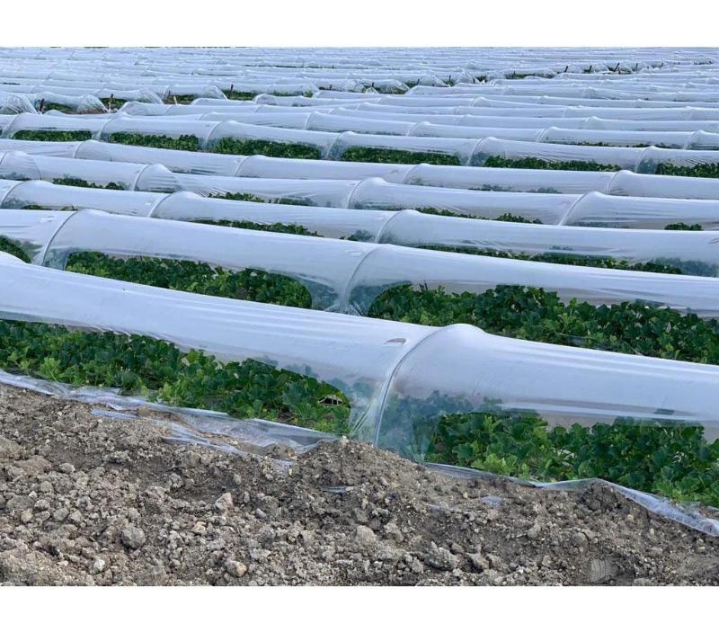 Images Azienda Agricola F.lli Lo Giudice