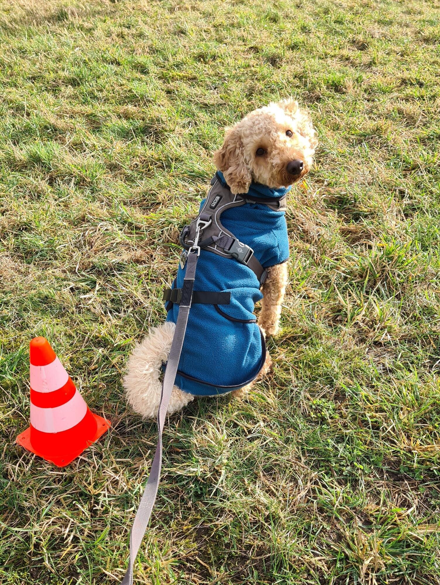Hundetraining Zum Dream-Team in Castrop-Rauxel