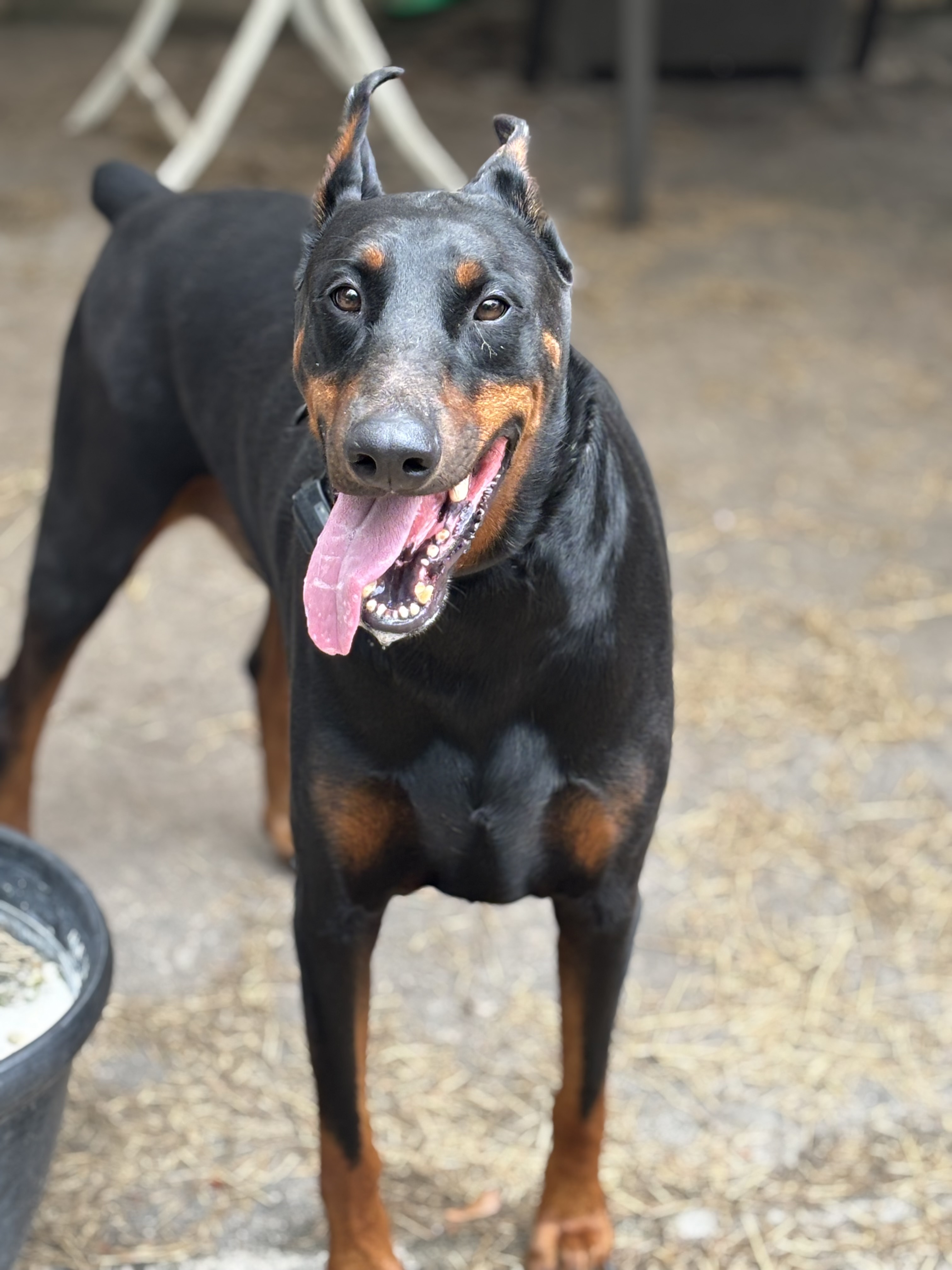 Russell's K9 Academy Image