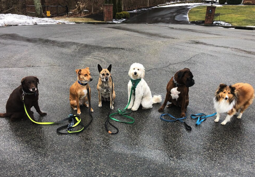 Tails N' Trails Pets, Newport County Dog walkerâ¨â¨ in Newport, RI.